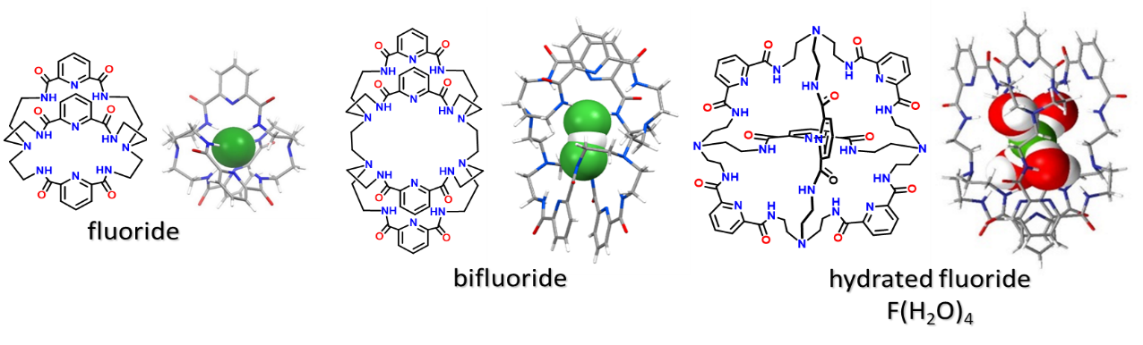 Fluoride, bifluoride, hydrated fluoride model