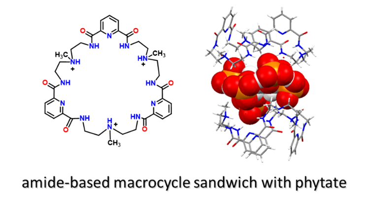 amide-based macrocycle sandwich with phytate