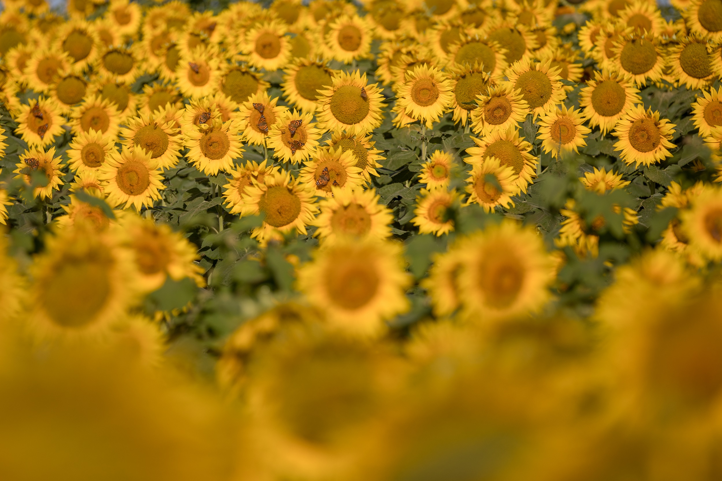 sunflowers